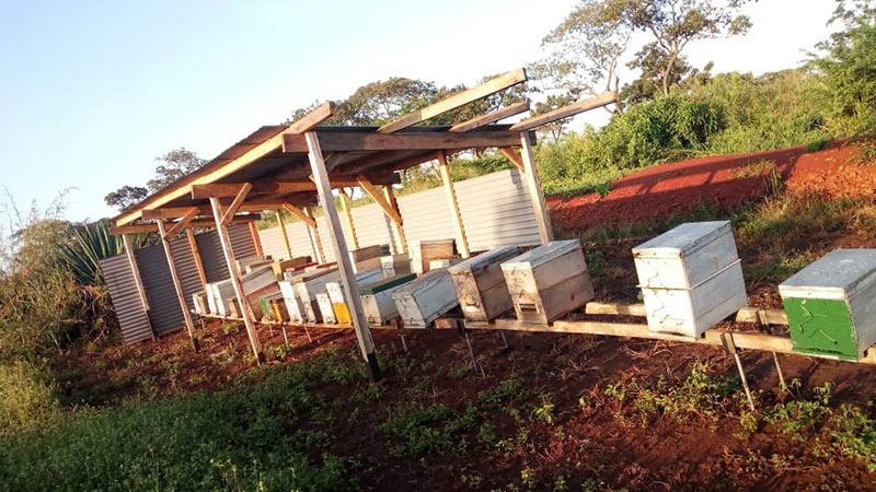 Beekeeping can be a solution to vulnerability.