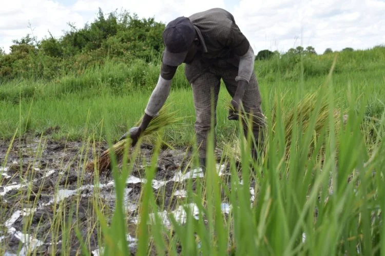 My hope is alive, says a former wetland user