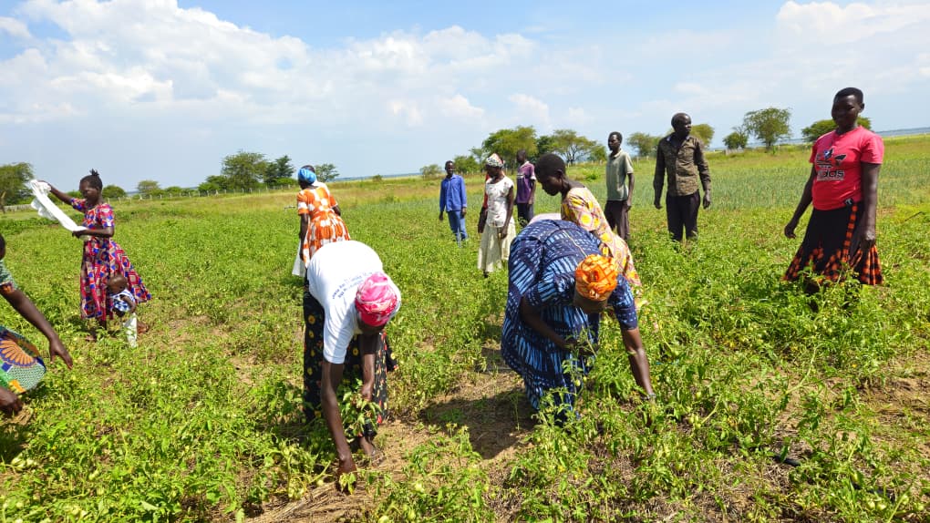 Agule in Toroma County.